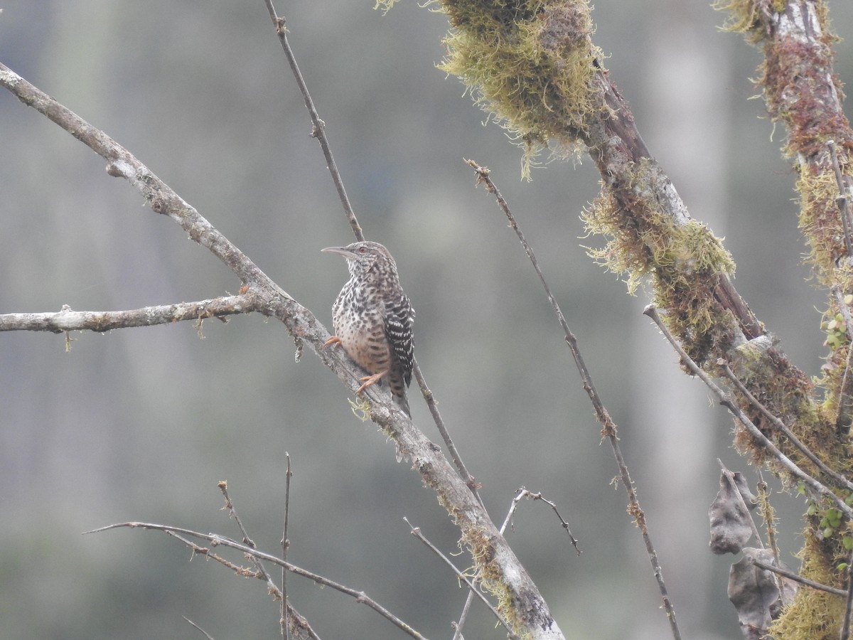 Band-backed Wren - Juan Carlos🦉 Crespo