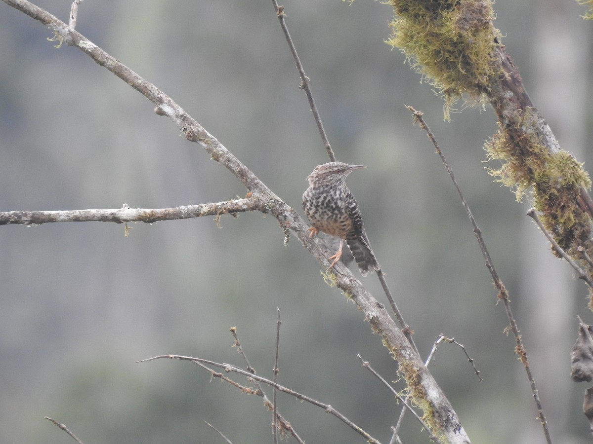 Band-backed Wren - Juan Carlos🦉 Crespo