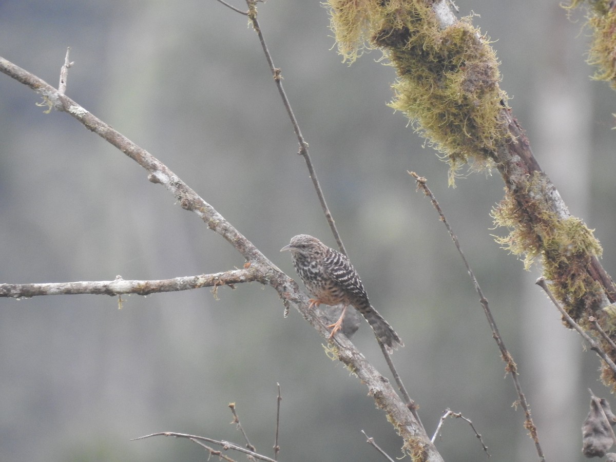 Band-backed Wren - Juan Carlos🦉 Crespo