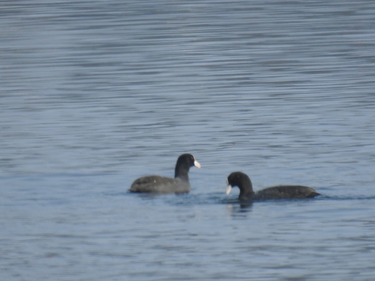 Eurasian Coot - ML411469741