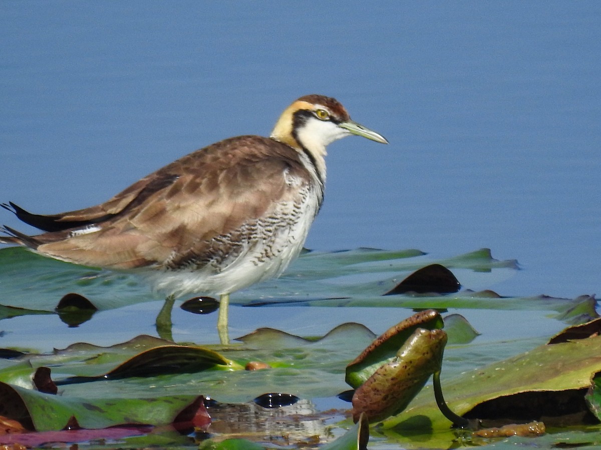 Pheasant-tailed Jacana - ML411469821