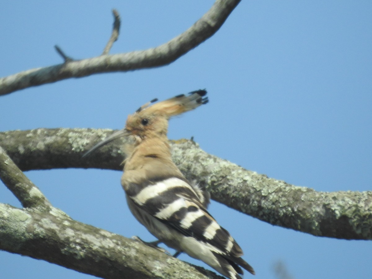 Eurasian Hoopoe - ML411470031