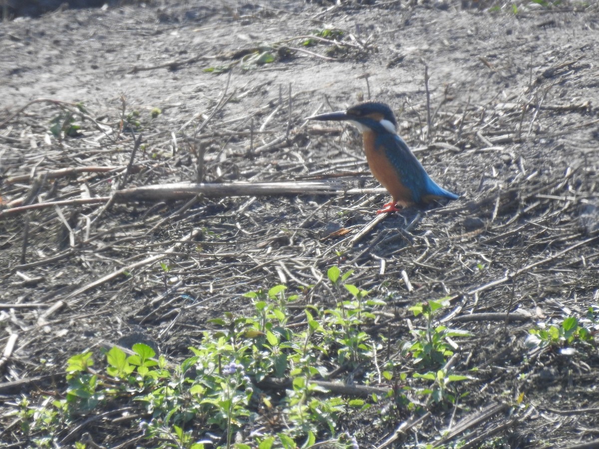 Martin-pêcheur d'Europe - ML411470161