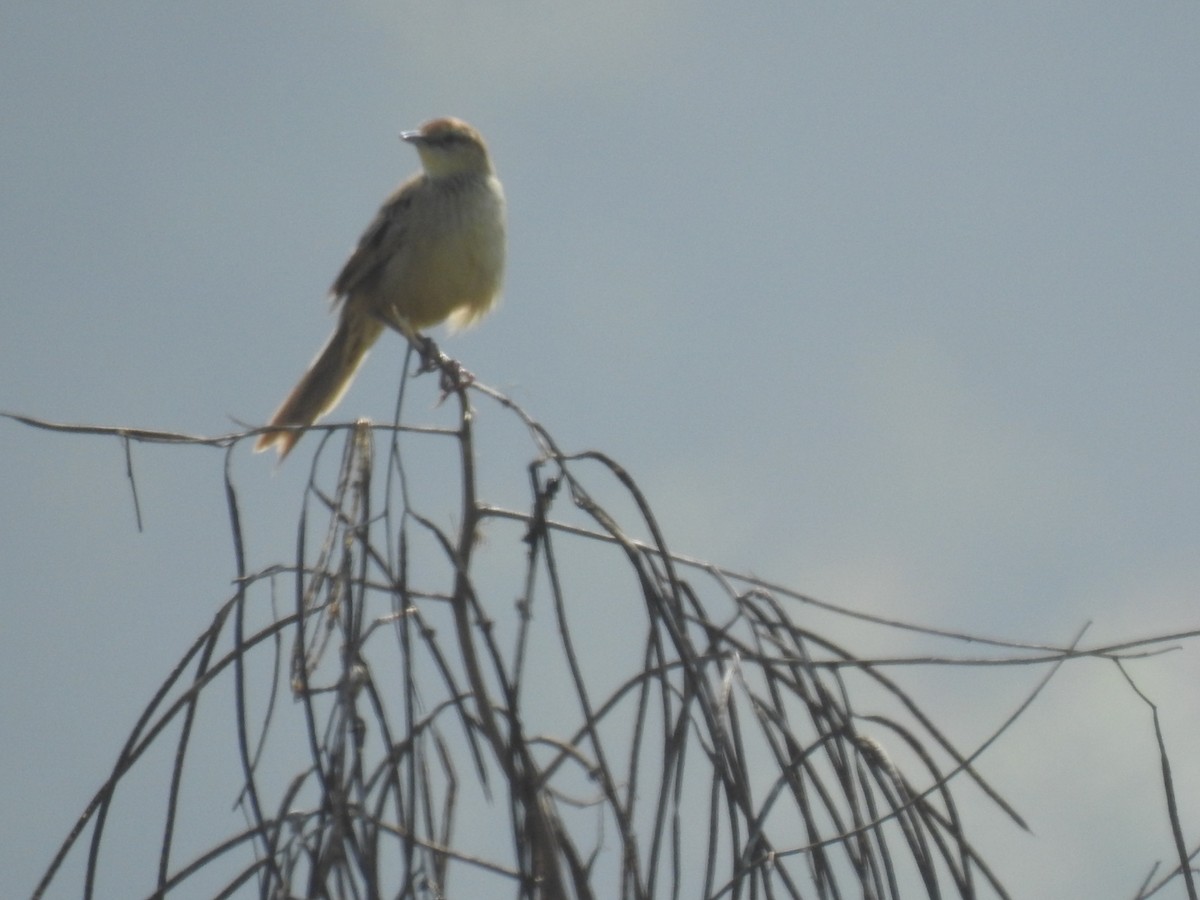 Striated Grassbird - ML411470331