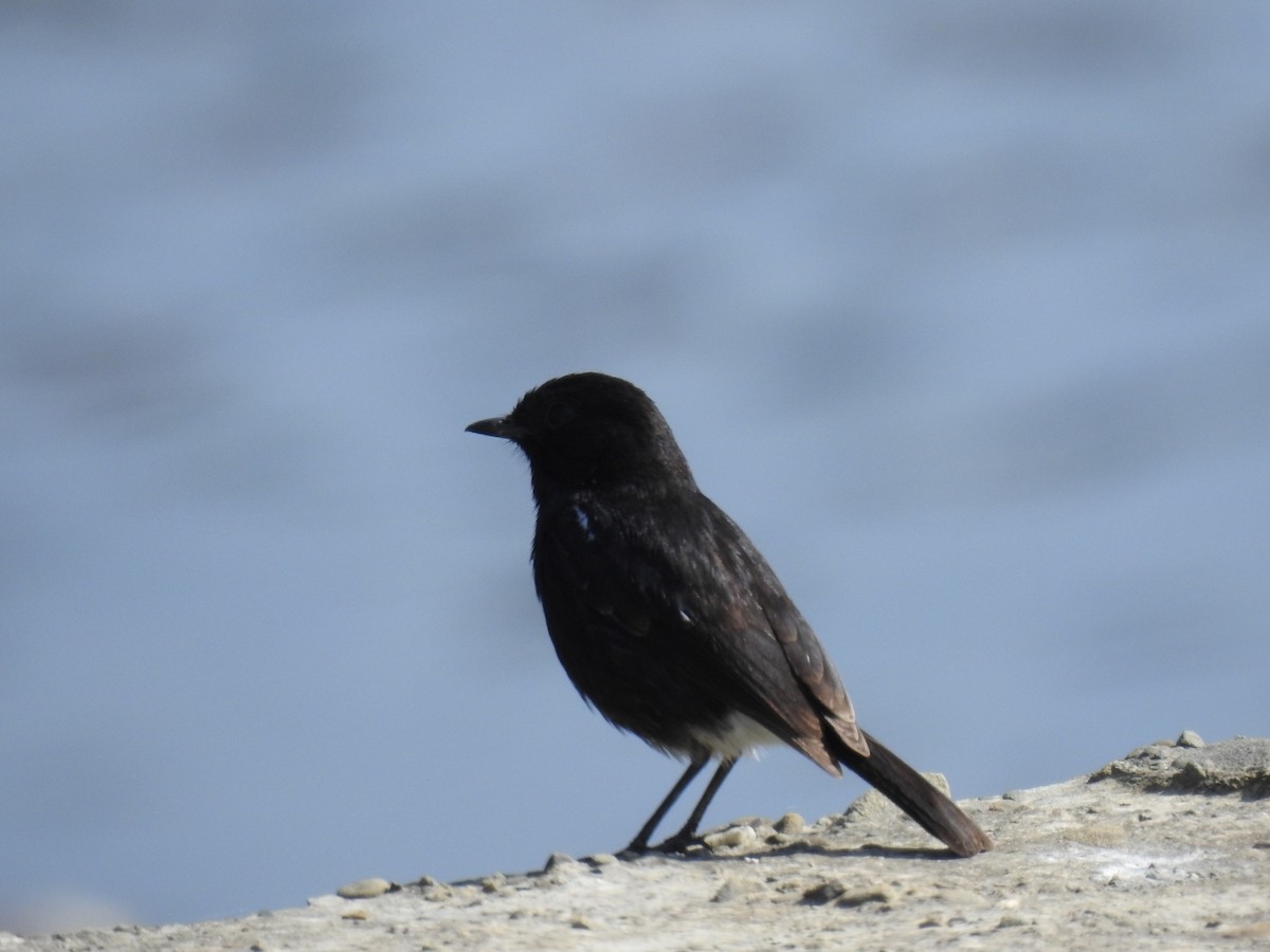 Pied Bushchat - ML411470481