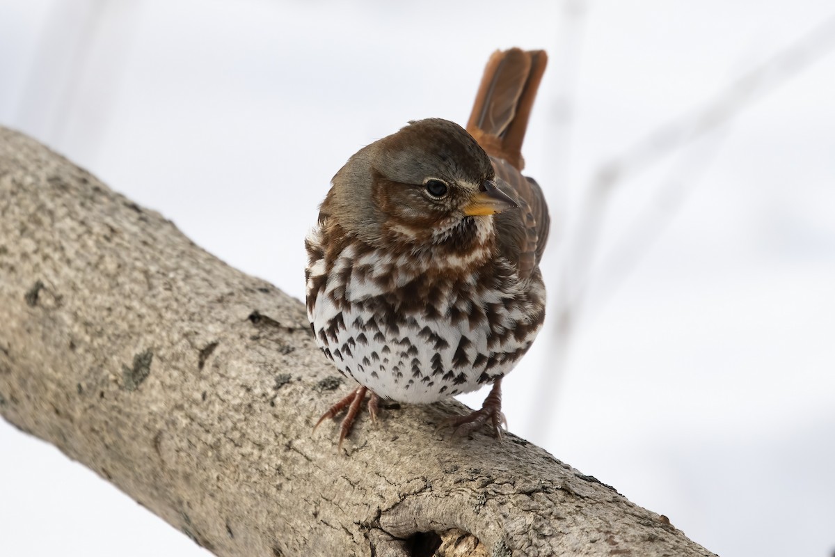 Fox Sparrow - Cody Bassindale