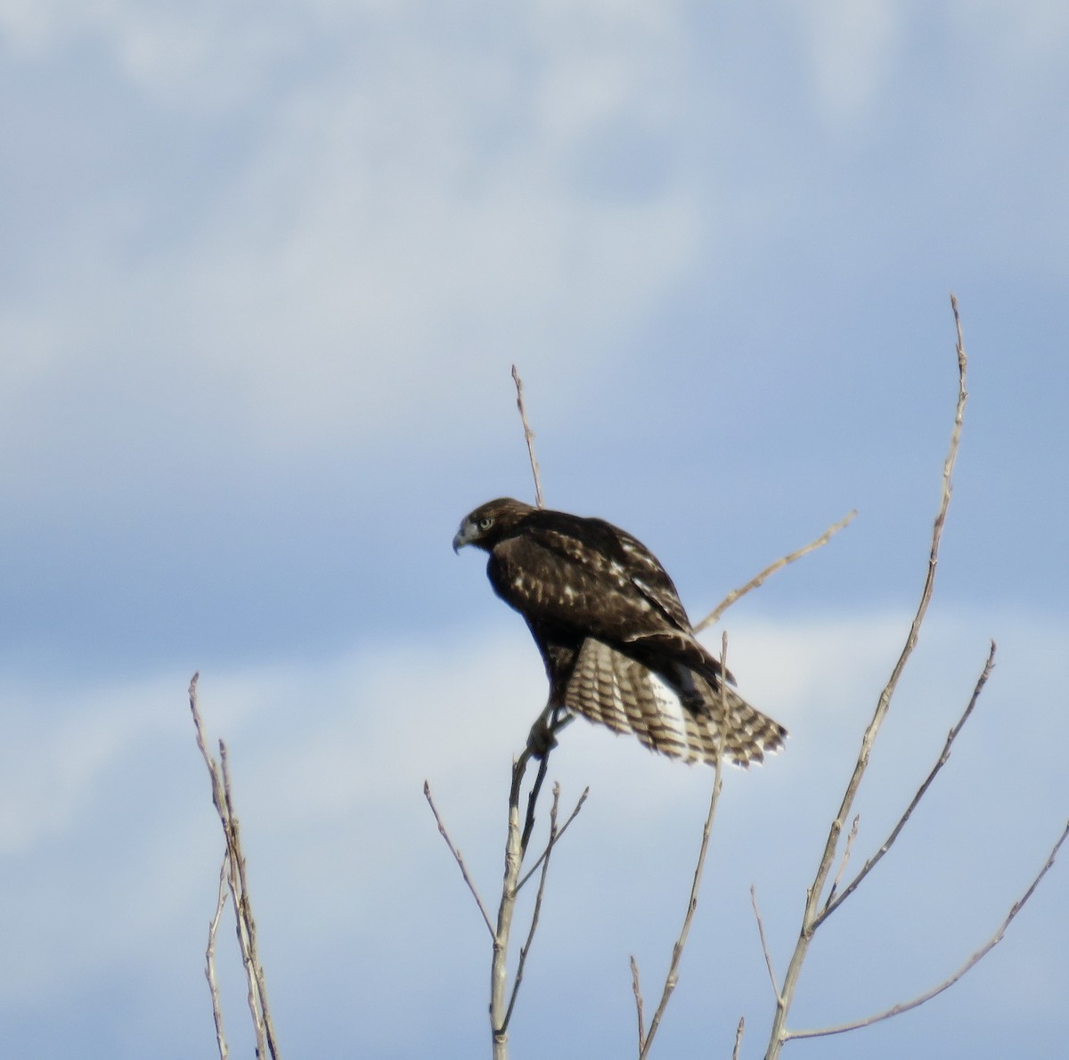 Red-tailed Hawk - ML411472101