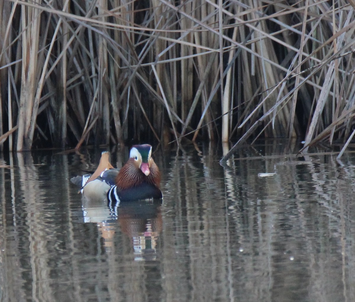 Mandarin Duck - ML411474221