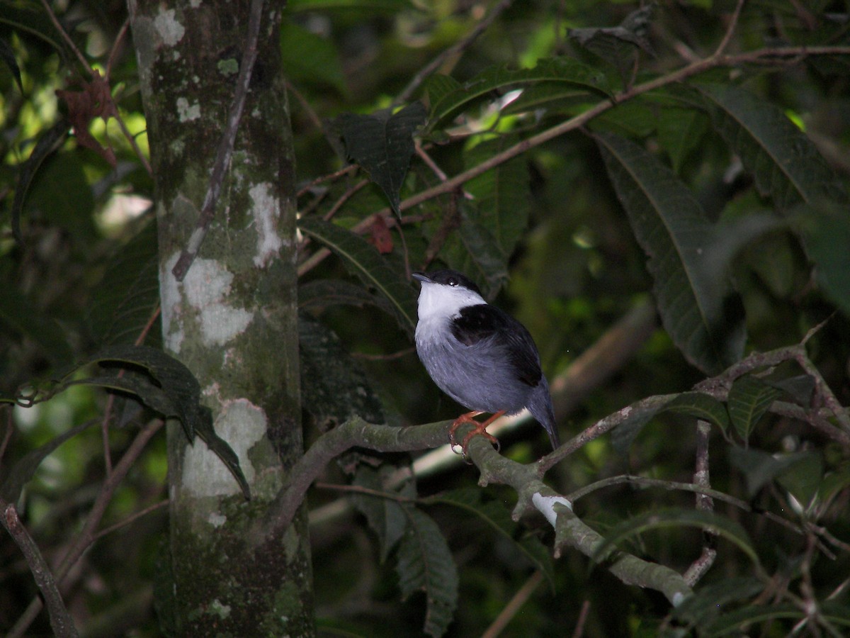 White-bearded Manakin - ML411474611