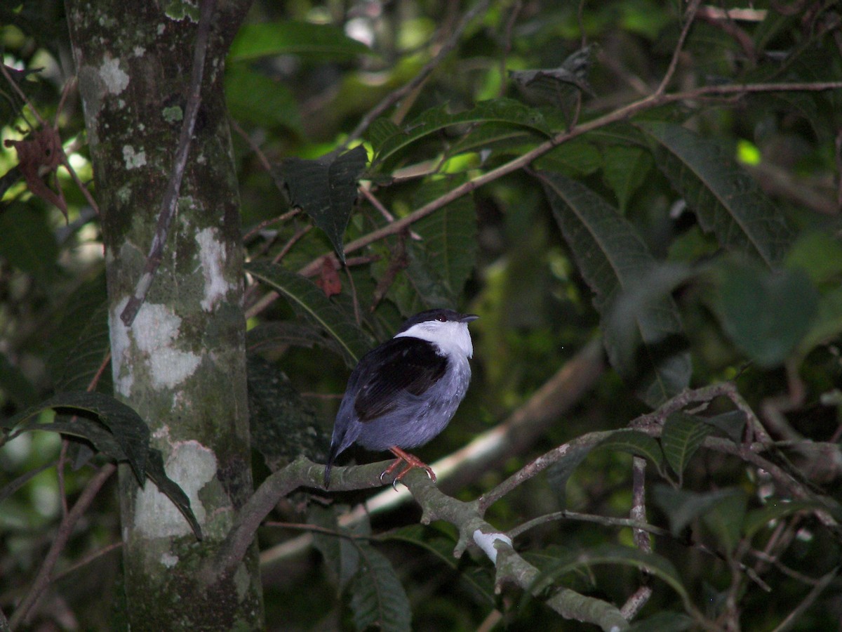 White-bearded Manakin - ML411474621