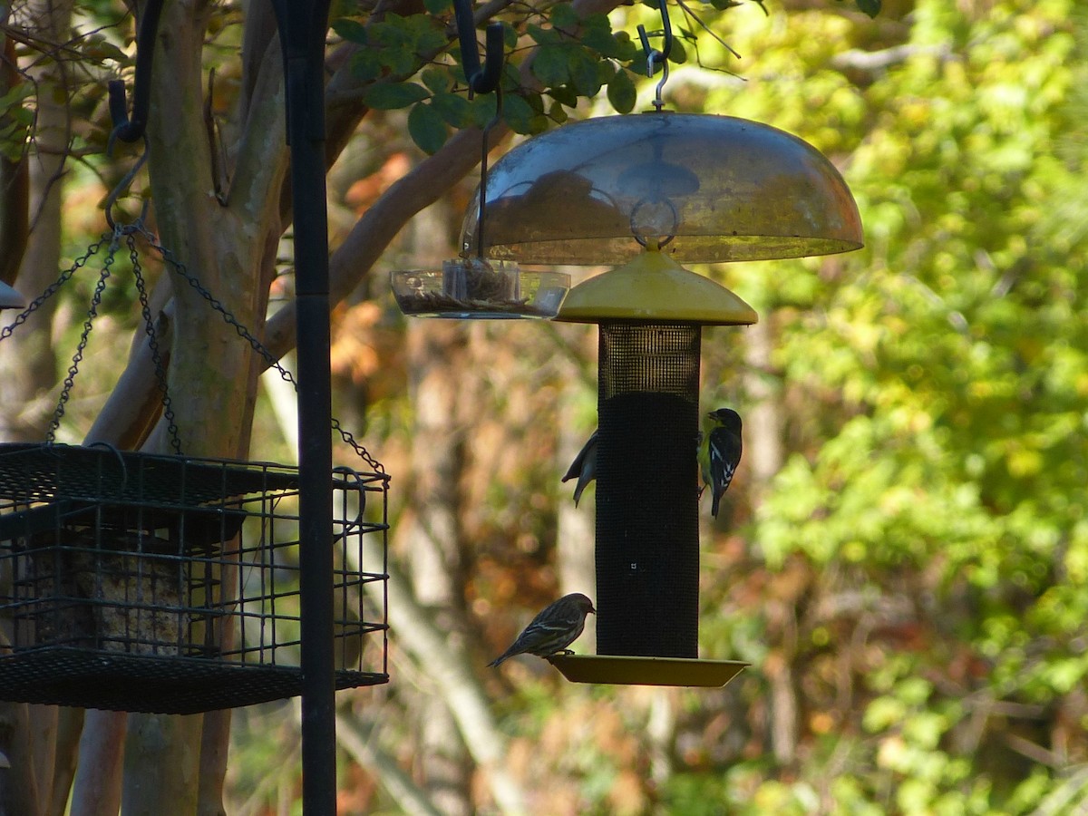 Lesser Goldfinch - ML41147711