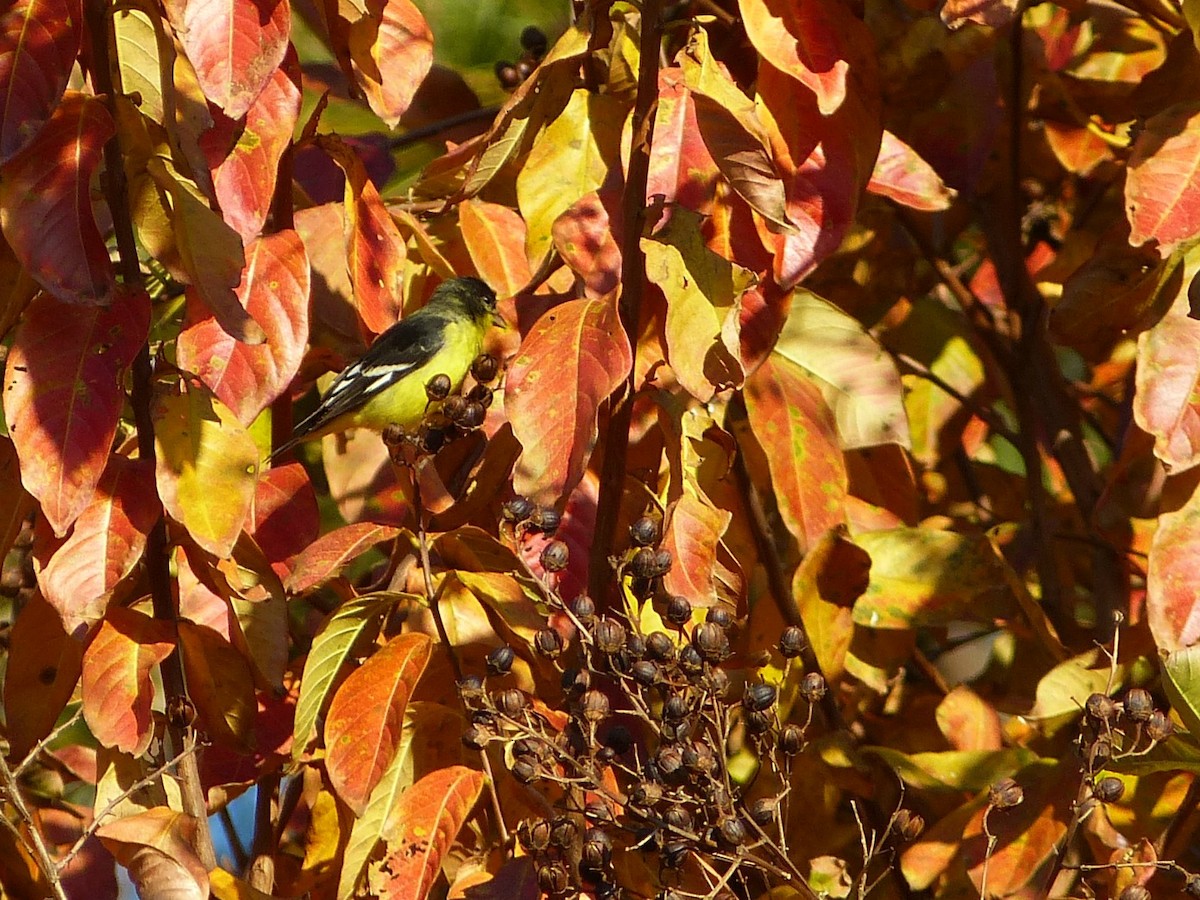 Lesser Goldfinch - ML41147741