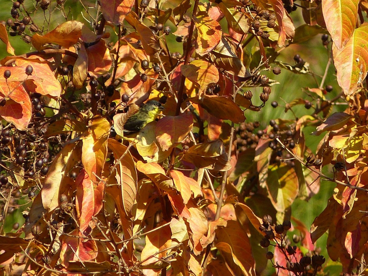 Lesser Goldfinch - Matt Anthony