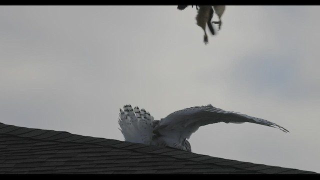 Snowy Owl - ML411478901