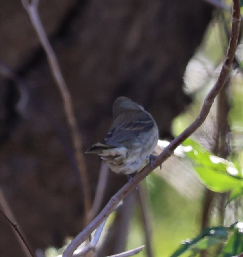 Indigo Bunting - David Muth