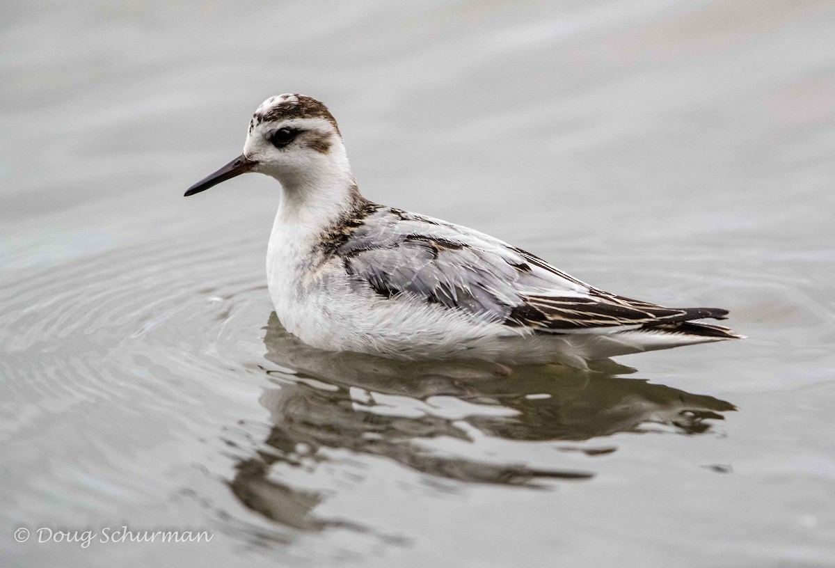 Улаан сэлээхэй - ML41148301