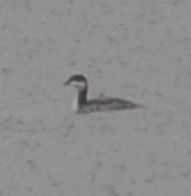 Horned Grebe - Leigh McBride