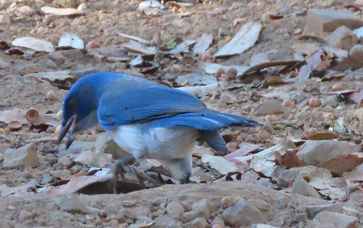 Transvolcanic Jay - ML411484971