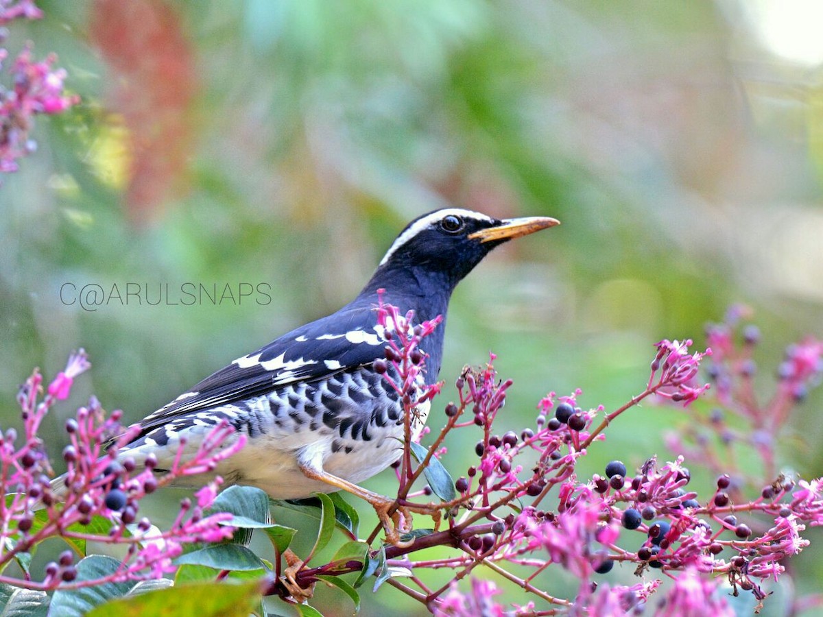 Pied Thrush - ML41148541