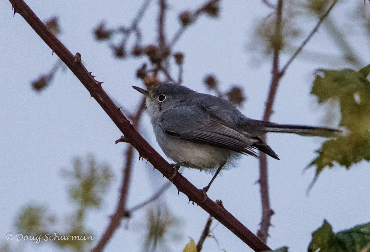 Blue-gray Gnatcatcher - Doug  Schurman