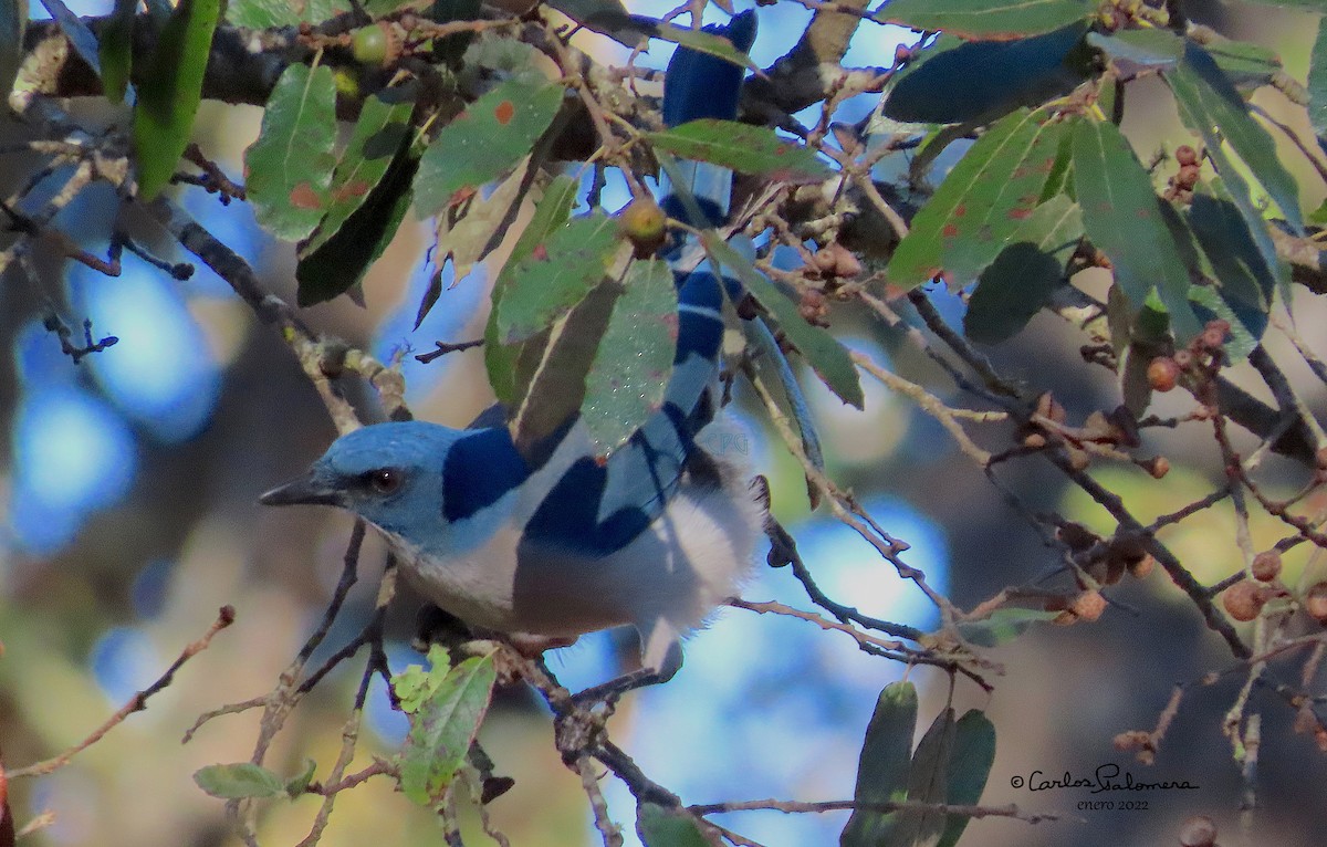 Transvolcanic Jay - ML411485901