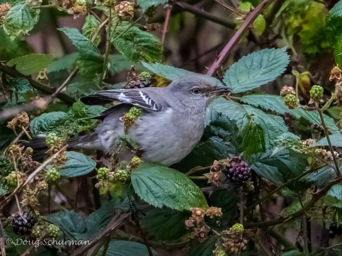 Northern Mockingbird - ML41148701