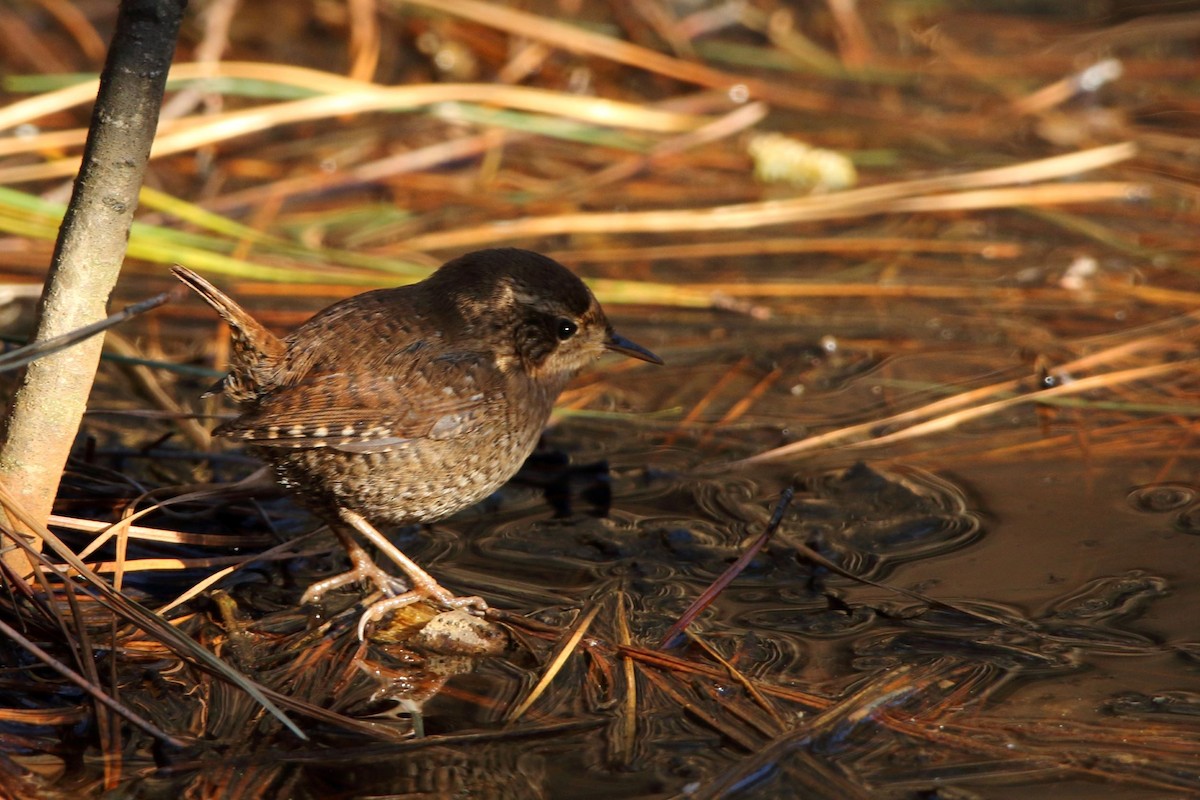 Winter Wren - Pete Followill