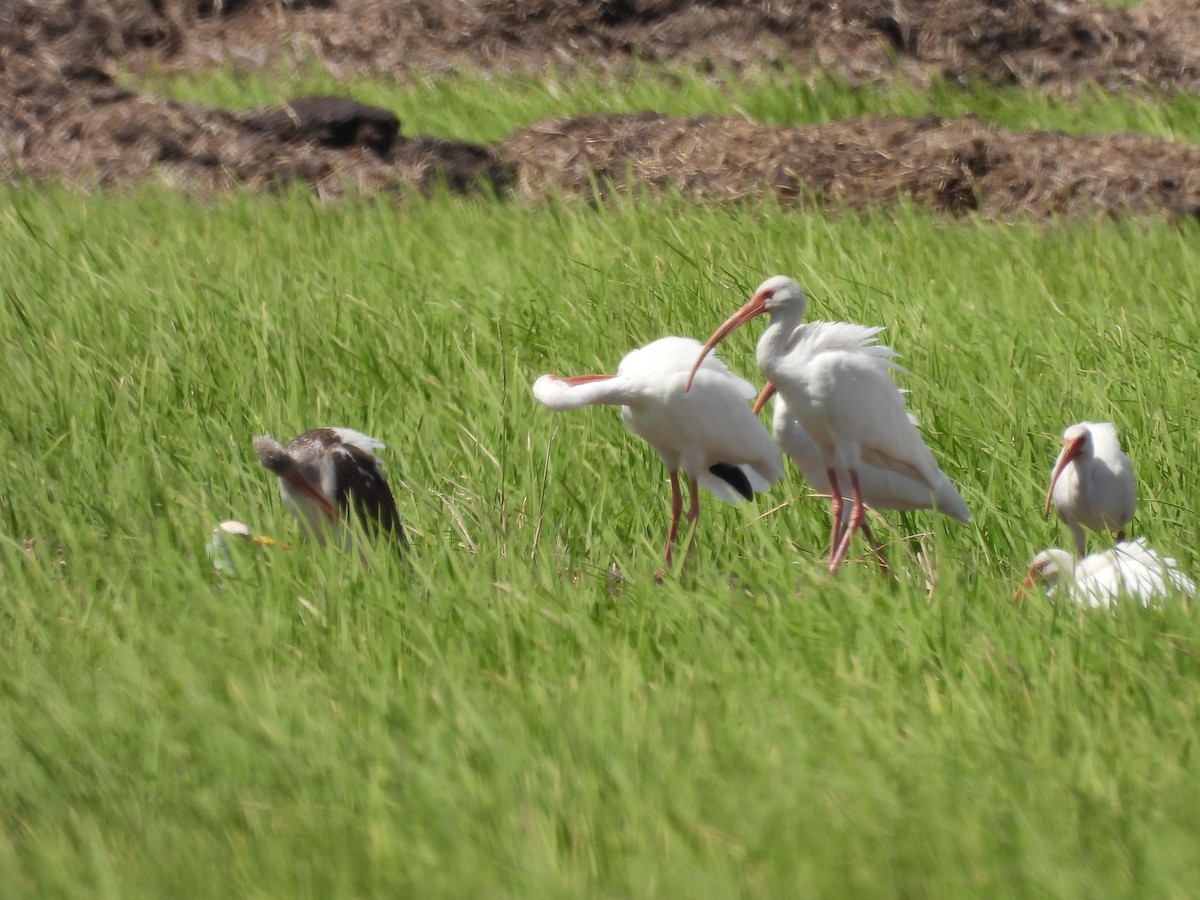 White Ibis - ML411488201