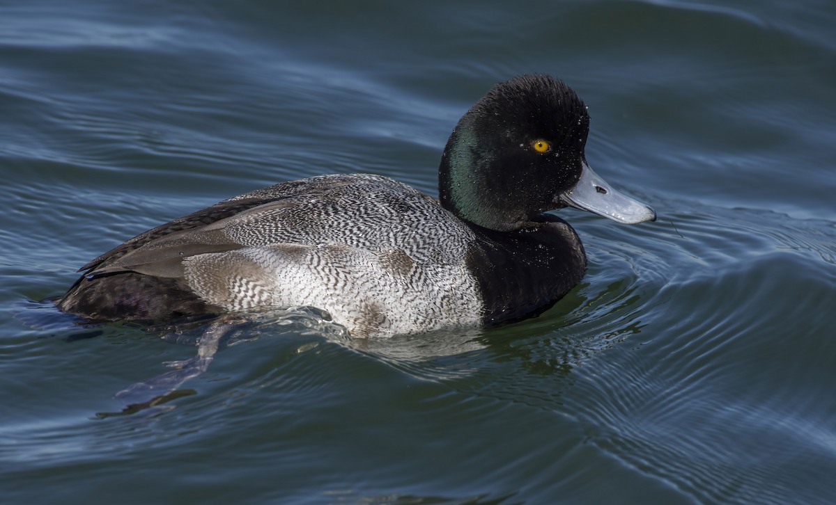 コスズガモ - ML411488541