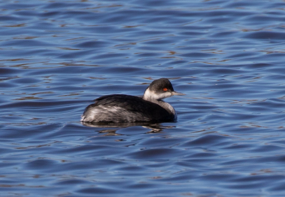 Eared Grebe - ML411489261