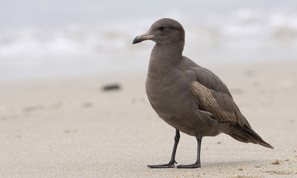 Heermann's Gull - ML411489301