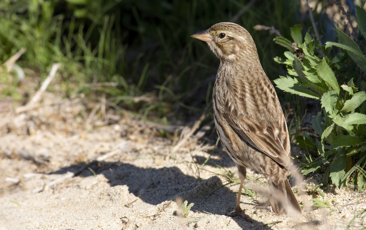 Savannah Sparrow (Large-billed) - Marky “Dark Arremon” Mutchler