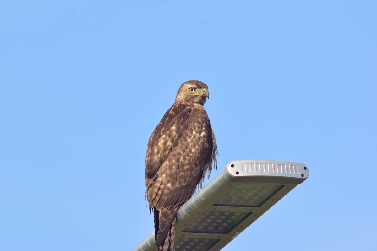 Red-tailed Hawk - ML411492181
