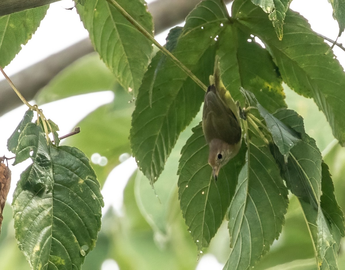 Golden-fronted Greenlet - ML411492231