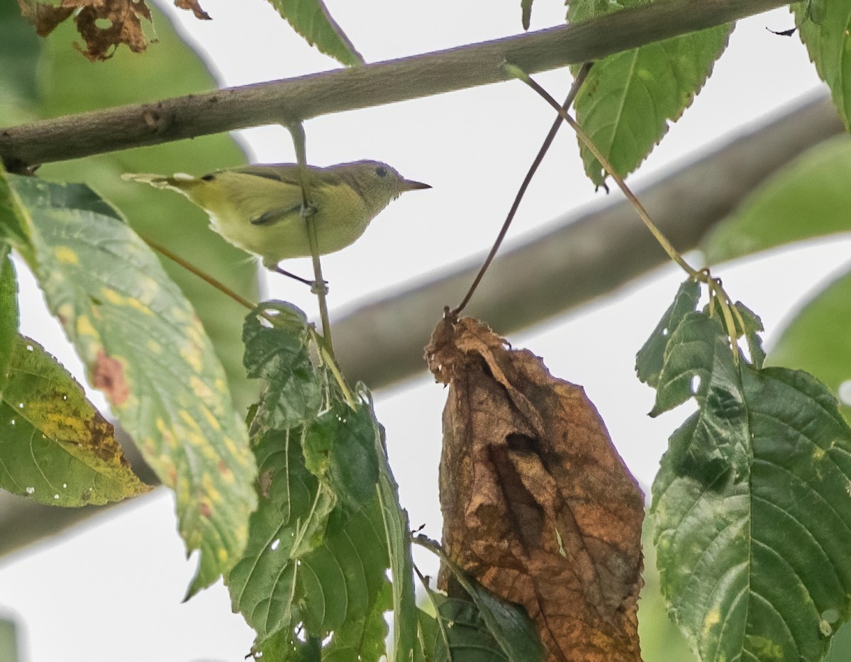 Golden-fronted Greenlet - ML411492241