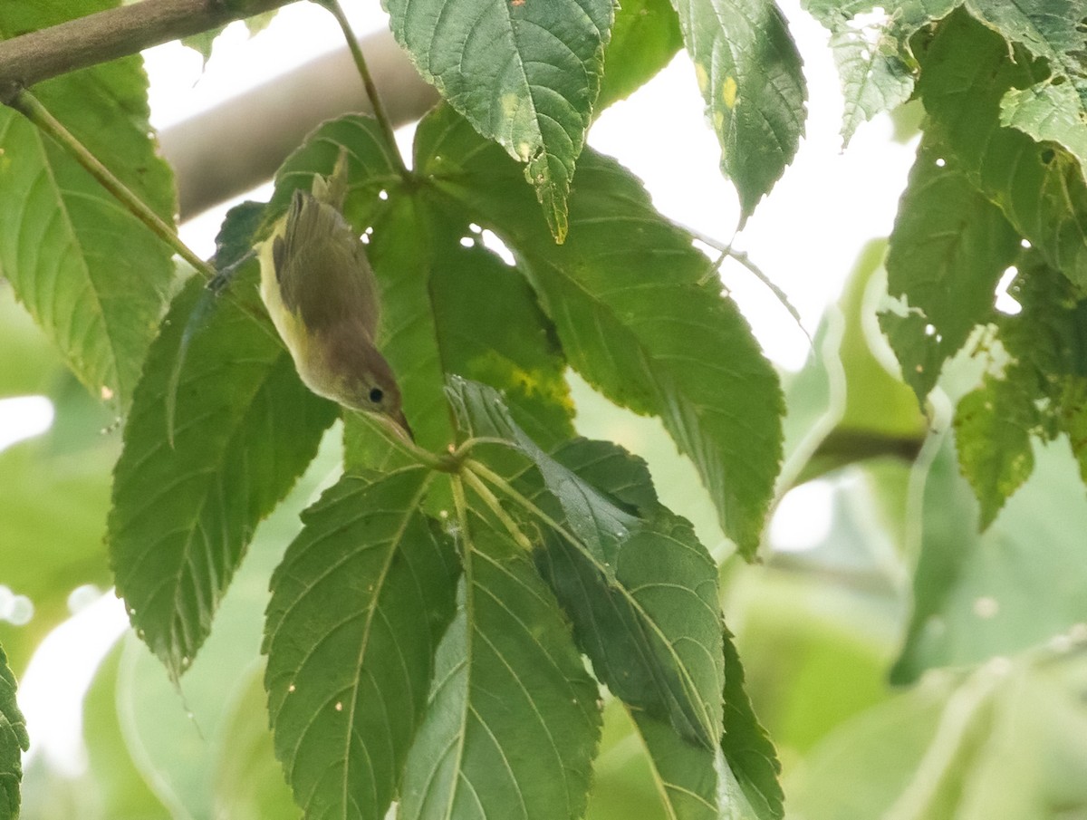 Golden-fronted Greenlet - ML411492281