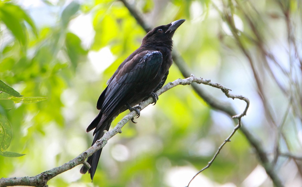 Spangled Drongo - ML411492341