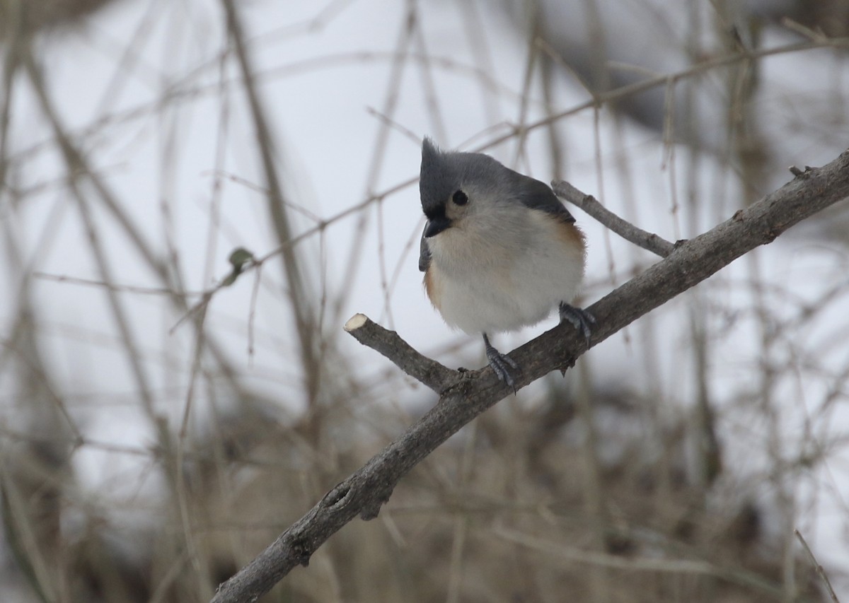 Tufted Titmouse - ML411492921