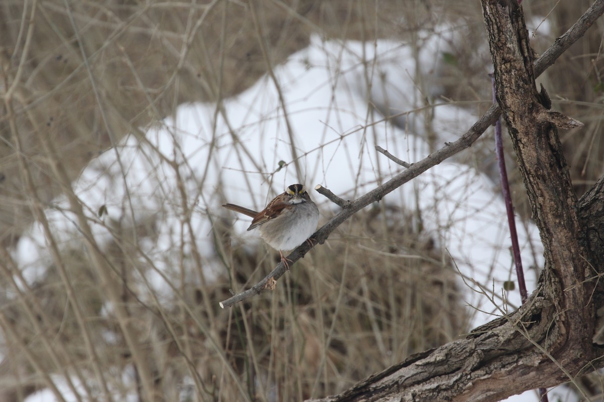 White-throated Sparrow - ML411493231