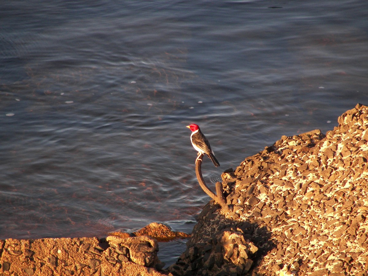 Yellow-billed Cardinal - ML411495051