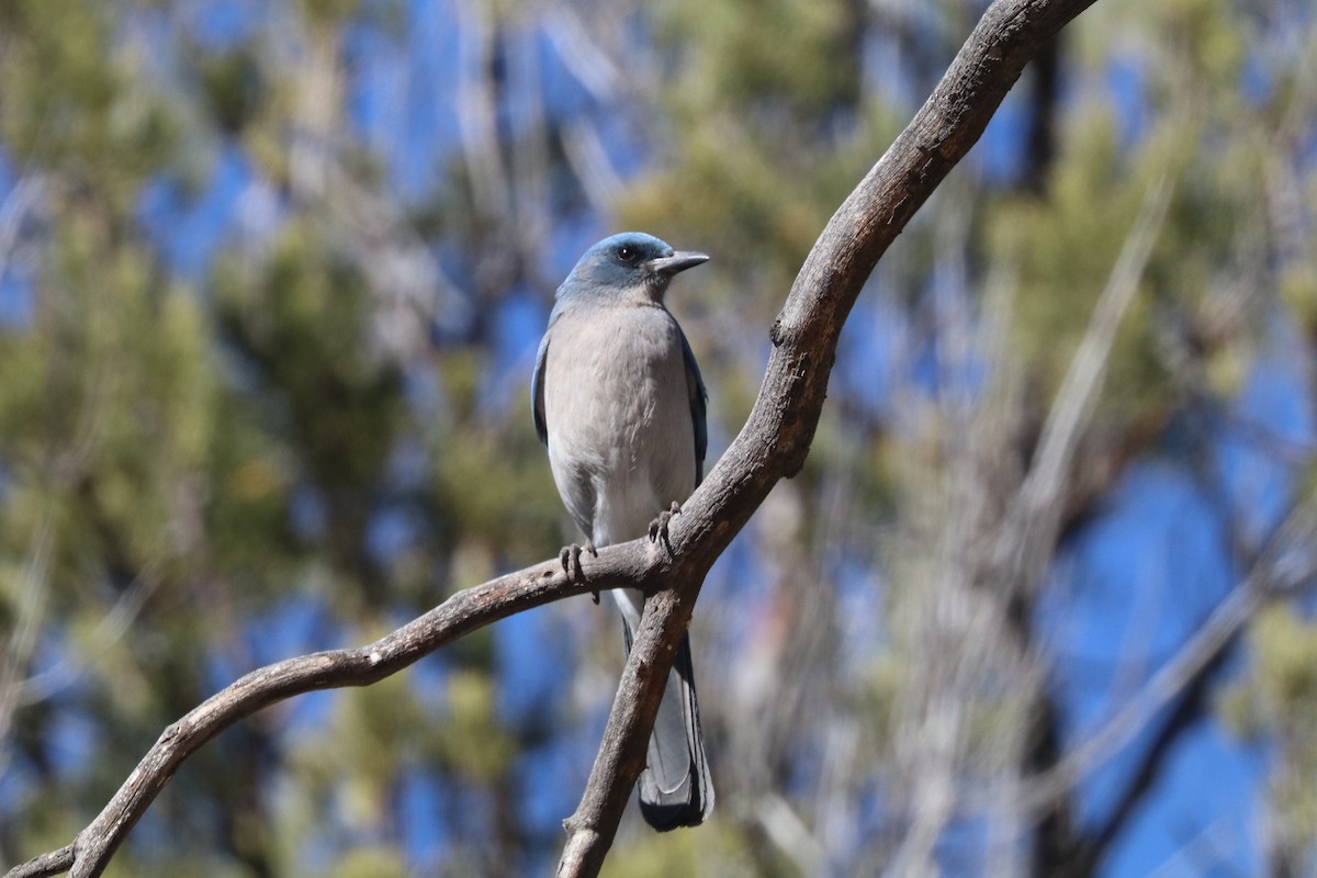 Mexican Jay - ML411499151