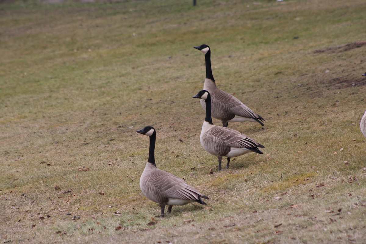 Canada Goose (moffitti/maxima) - ML411499161