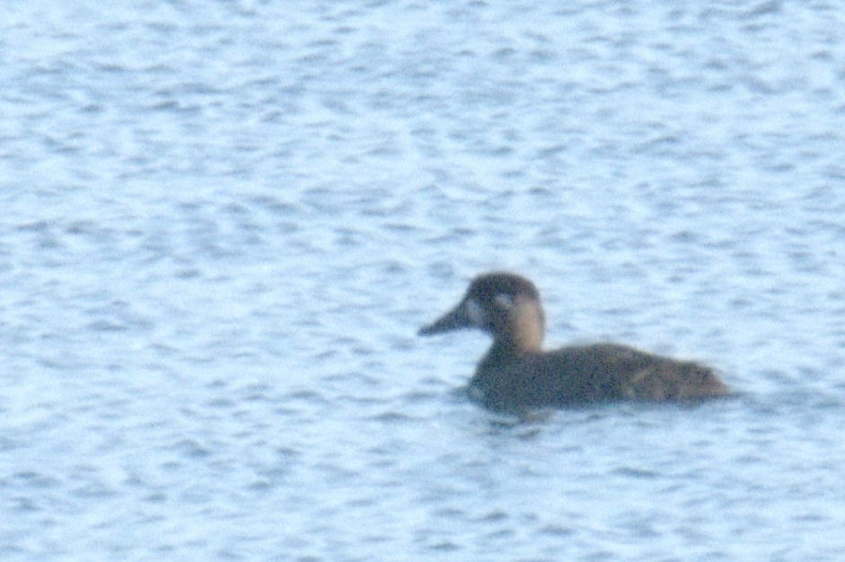 Surf Scoter - ML411499281