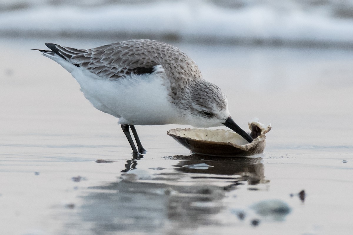 Bécasseau sanderling - ML411499651