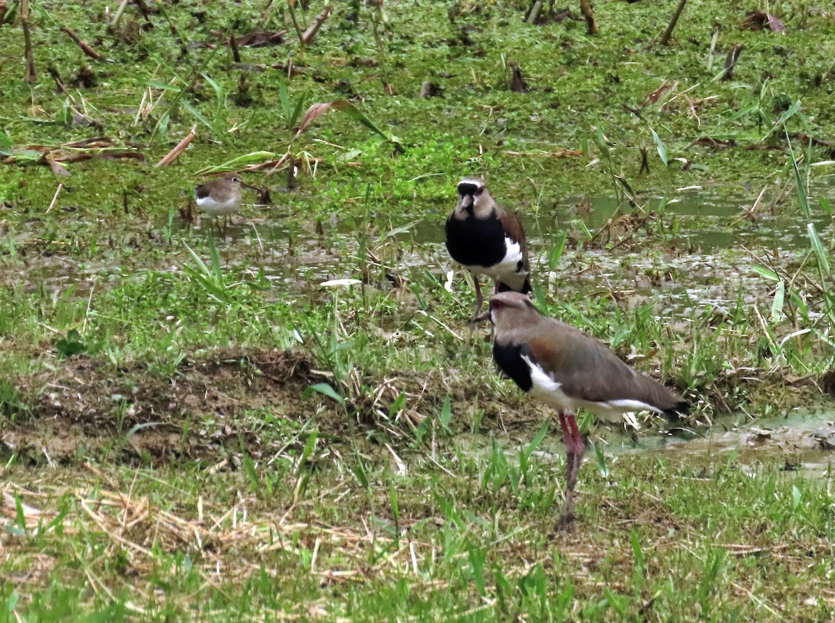 Southern Lapwing - ML411500311