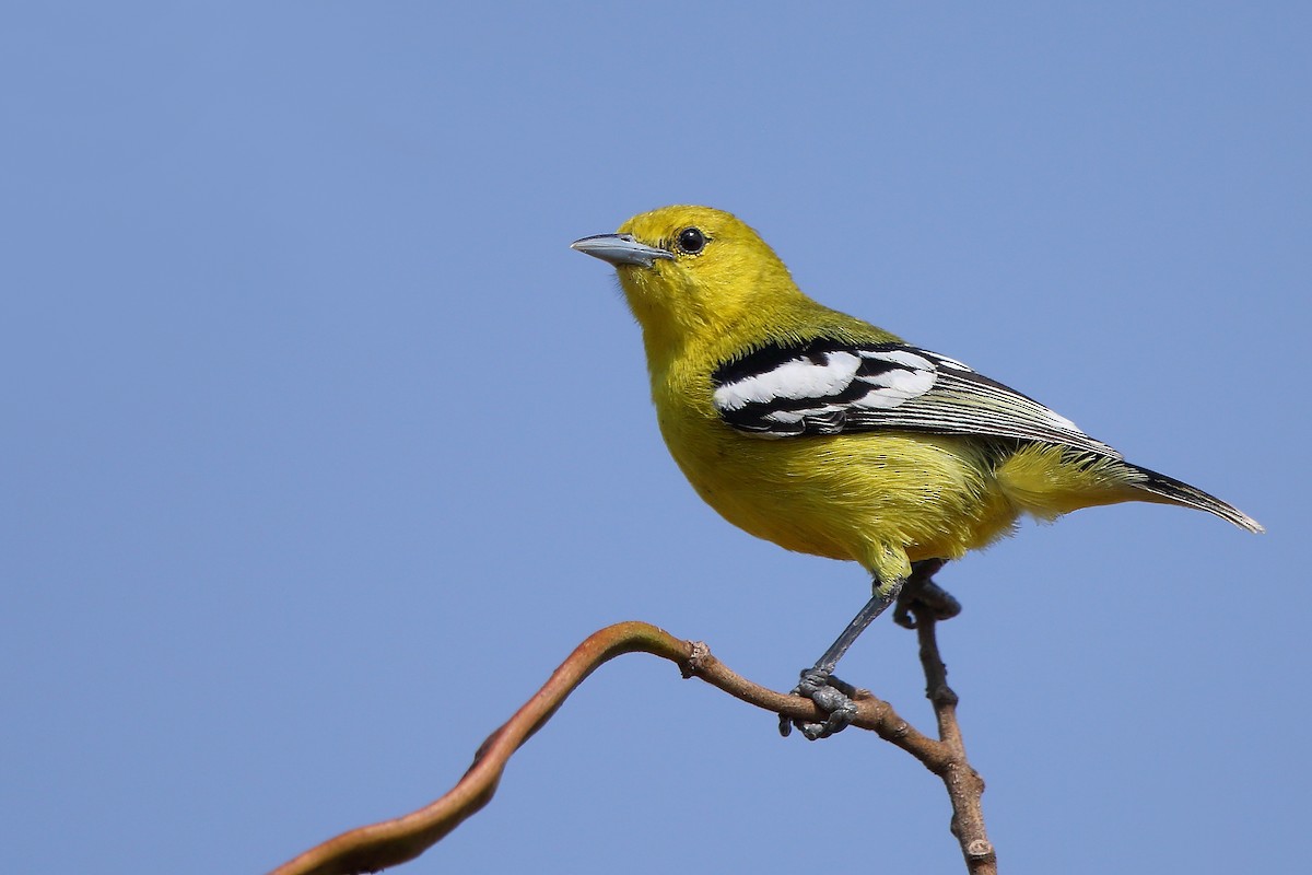 White-tailed Iora - ML411500431