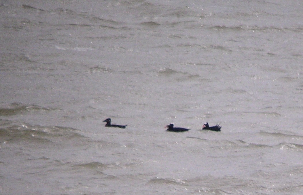 Surf Scoter - ML41150051