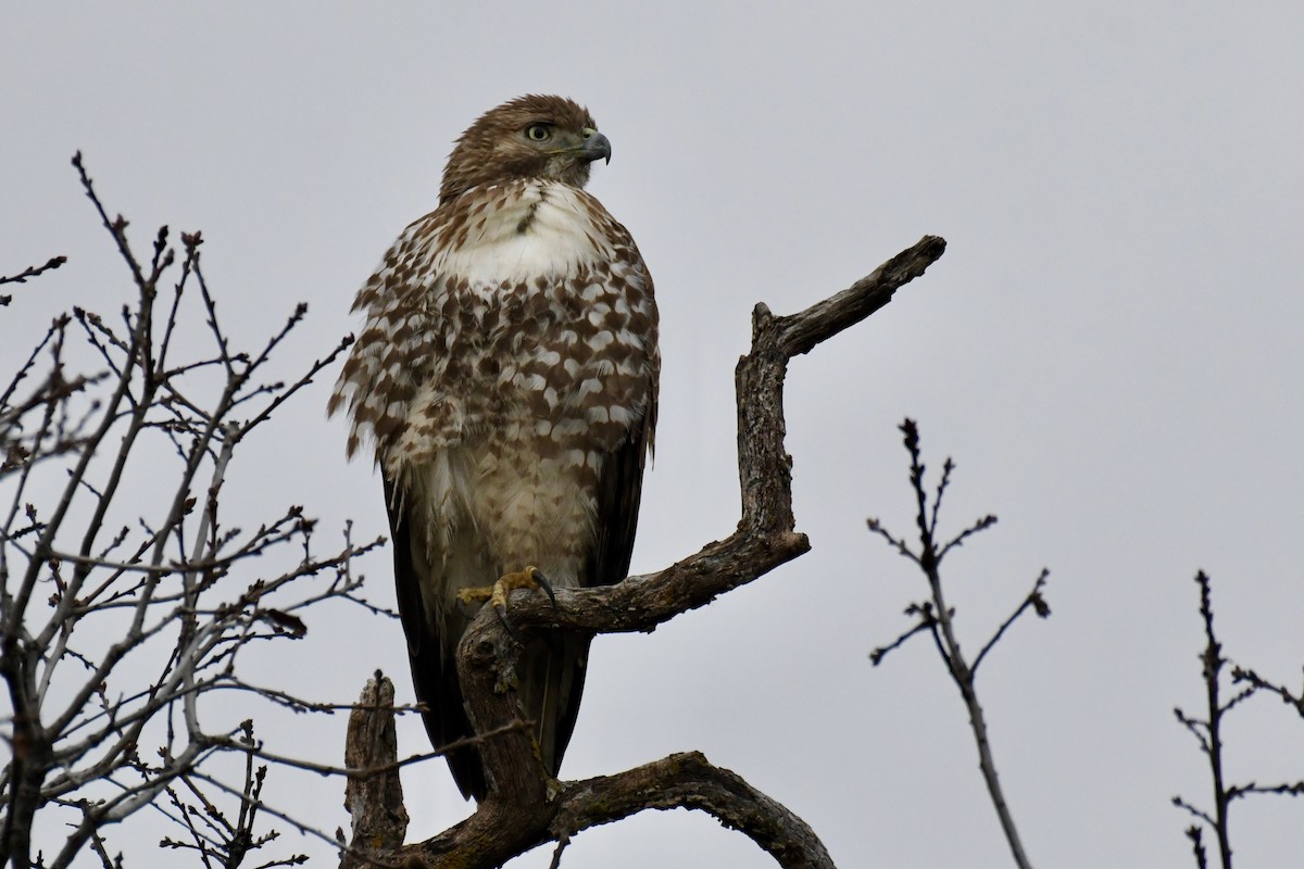 Red-tailed Hawk - ML411502491