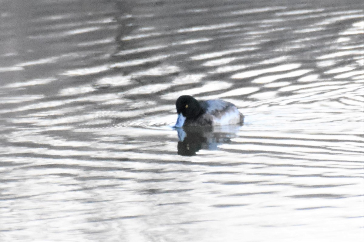 Greater Scaup - James Hoffman