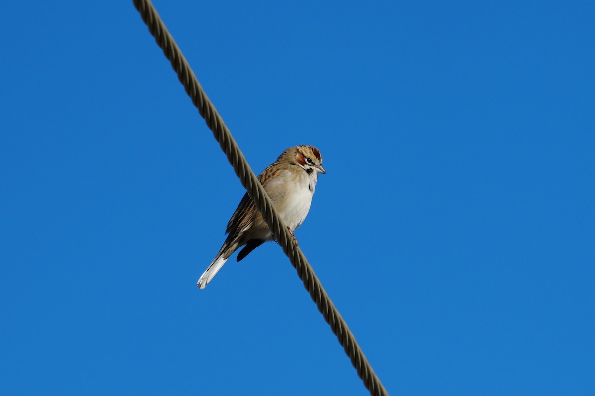 Lark Sparrow - ML411503181